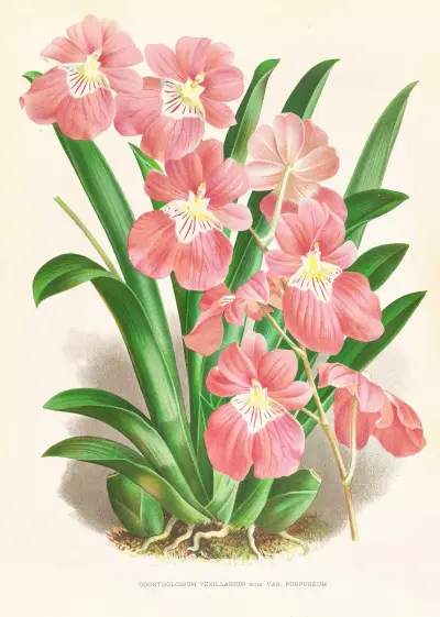 Odontoglossum Vexillarium von Jean Jules Linden
