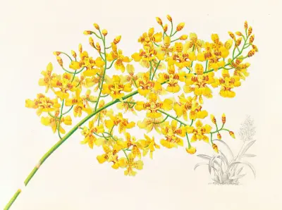 Oncidium aurosum av Jean Jules Linden