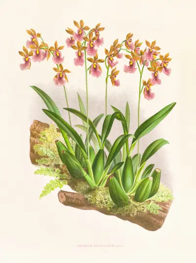 Oncidium cucullatum av Jean Jules Linden