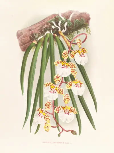 Oncidium jonesianum av Jean Jules Linden