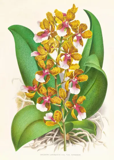 Oncidium Lannceanum av Jean Jules Linden