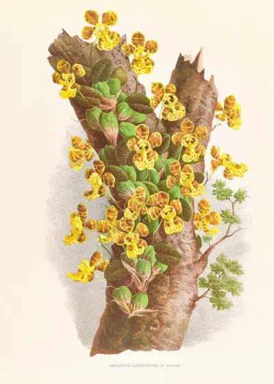 Oncidium Limminghei av Jean Jules Linden