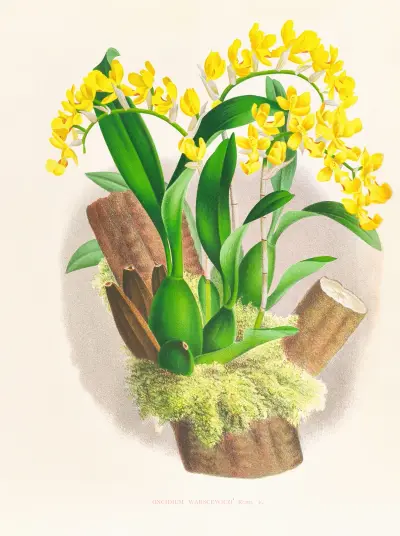 Oncidium warscewiczi von Jean Jules Linden
