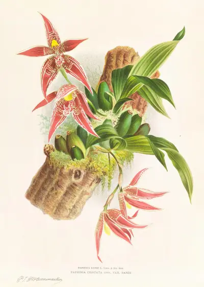 Paphinia Randi, Paphinia Cristata av Jean Jules Linden