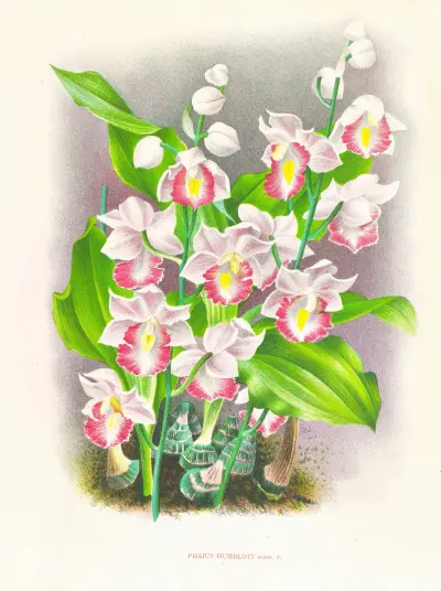 Phaius humbloti av Jean Jules Linden