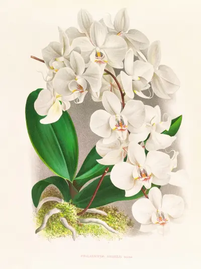 Phalaenopsis amabilis av Jean Jules Linden