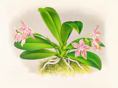 Phalaenopsis luddemanniana av Jean Jules Linden