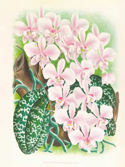 Phalaenopsis schilleriana av Jean Jules Linden