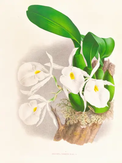Pilumna nobilis av Jean Jules Linden