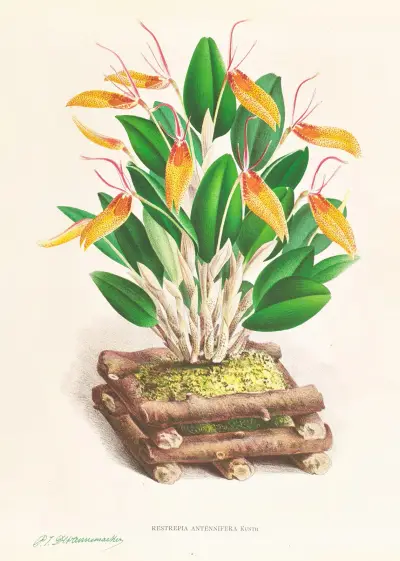 Restrepia antennifera av Jean Jules Linden