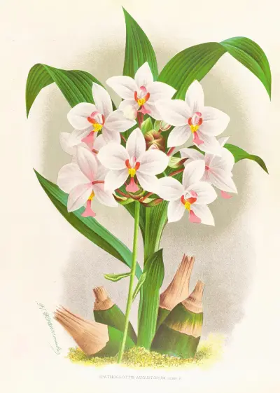 Spathoglottis Augustorum av Jean Jules Linden