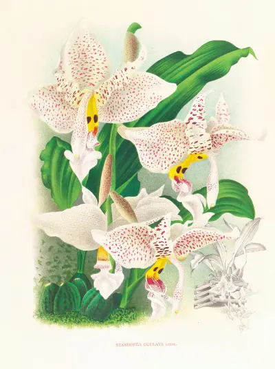 Stanhopea oculata von Jean Jules Linden