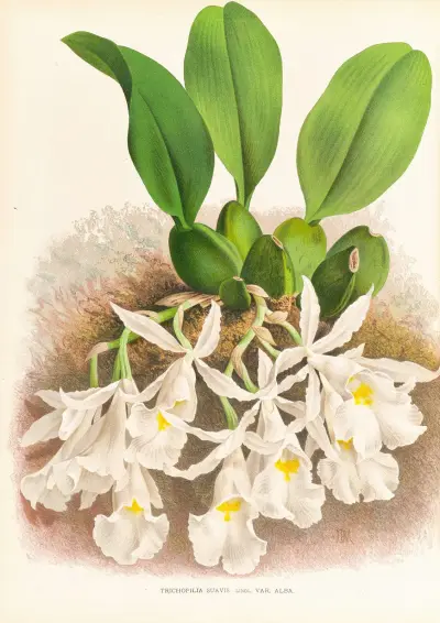 Trichopilia Suavis av Jean Jules Linden