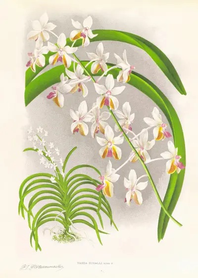 Vanda Boxalli av Jean Jules Linden