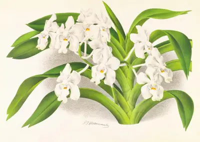 Vanda denisoniana av Jean Jules Linden