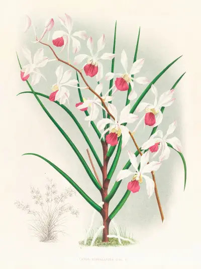 Vanda kimballiana av Jean Jules Linden