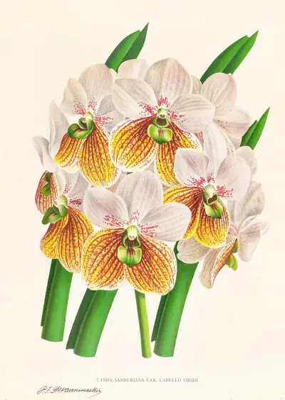 Vanda Sanderiana var Labello Viridi av Jean Jules Linden