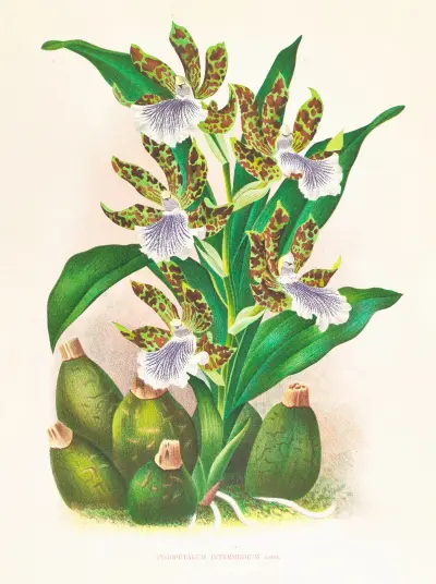 Zygopetalum intermedium av Jean Jules Linden