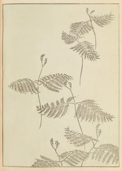 Shin-Bijutsukai Pl.230 av Furuya Kōrin