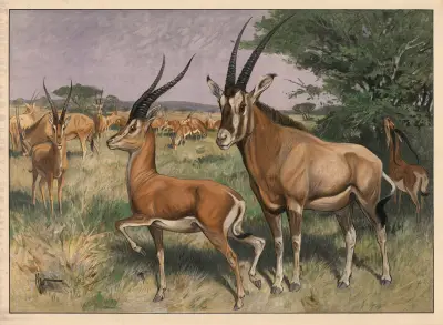 Antylopa, 1909, Karl Wagner