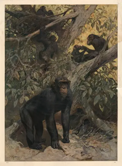 Chimpanse av Karl Wagner