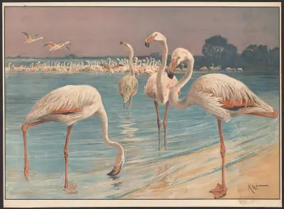 Flamingo, Karl Wagner