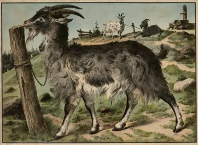 Ged, 1888, Karl Wagner