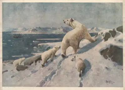 Niedźwiedź polarny, Karl Wagner