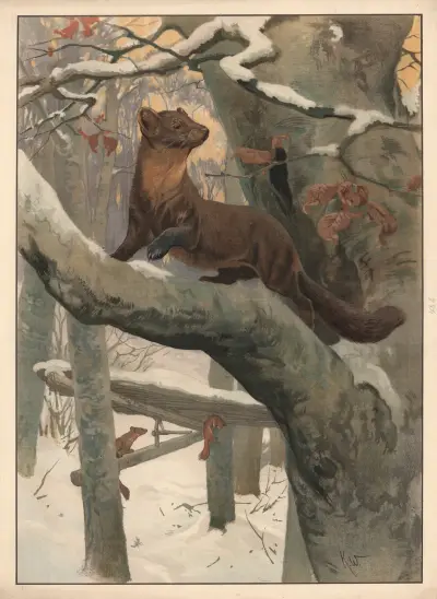 Kuna, Karl Wagner