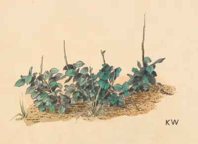 Utan titel (Grönplantor) av Karl Wiener