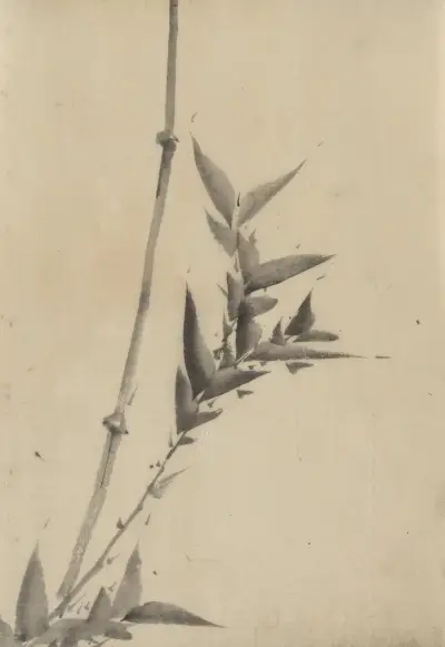 Bamboo shoots av Katsushika Hokusai