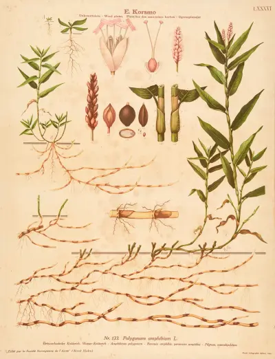 Amphibious polygonum av Knut Quelprud