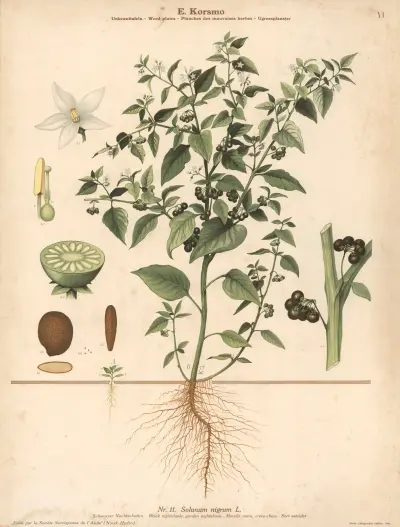 Black nightshade, garden nightshade av Knut Quelprud
