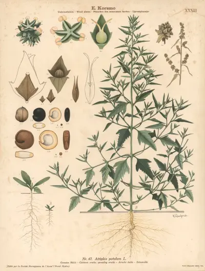 Common orache, spreading orache av Knut Quelprud