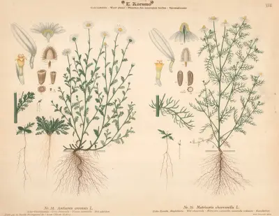 Corn chamomile (åkerkamomill), Wild chamomile (kamomill) av Knut Quelprud