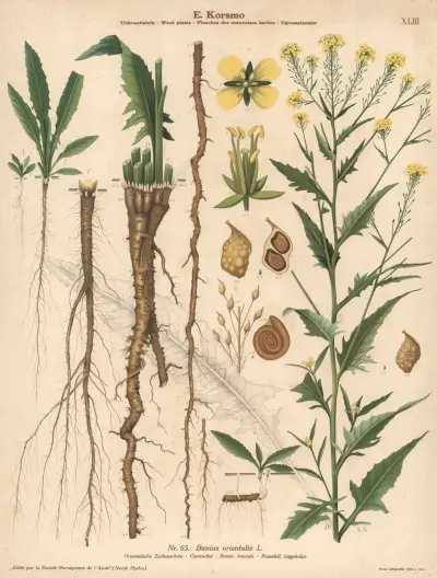 Cornrocket av Knut Quelprud