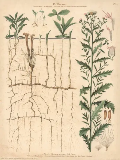 Creeping thistle, corn- thistle av Knut Quelprud