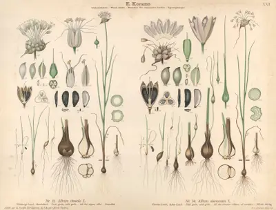 Crow garlic, wild garlic, Field garlic, wild garlic av Knut Quelprud