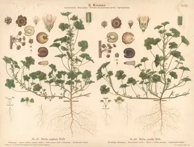 Dwarf mallow, common mallow, Round-leaved mallow av Knut Quelprud