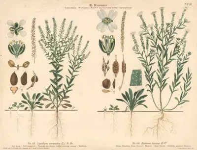 Field pepperwort, Madwort av Knut Quelprud
