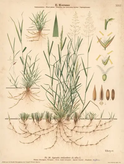 Fiorin, marsh bent-grass av Knut Quelprud