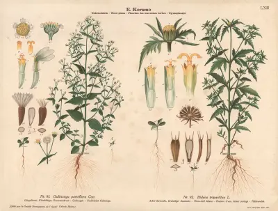 Gallant soldier, Three-cleft bidens av Knut Quelprud