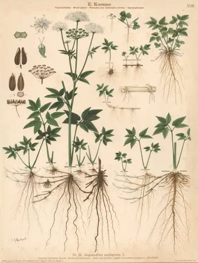 Goutweed, bishopweed av Knut Quelprud