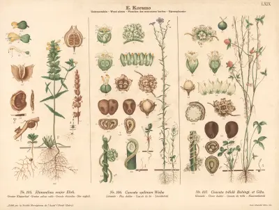 Greater yellow rattle, Flax doder, Clover dodder av Knut Quelprud
