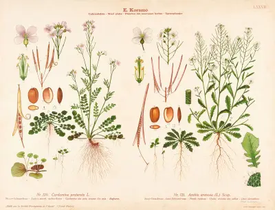 Lady’s smock, cuckoo-flower, Purple rockress av Knut Quelprud
