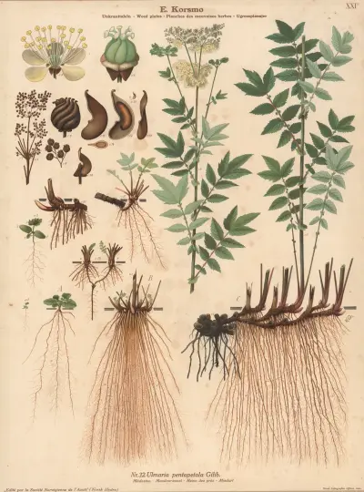 Meadow sweet av Knut Quelprud