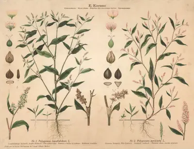 Pale willow-weed, Persicaria, redshank av Knut Quelprud