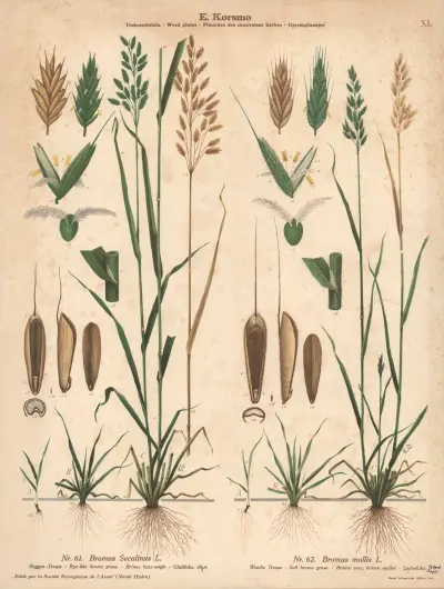 Rye-like brome grass, Soft brome grass av Knut Quelprud