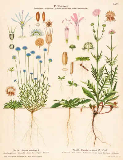 Sheep’s-bit, Field scabious av Knut Quelprud