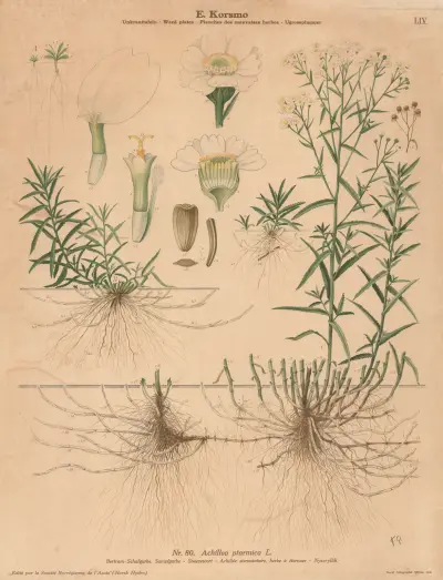 Sneezewort av Knut Quelprud